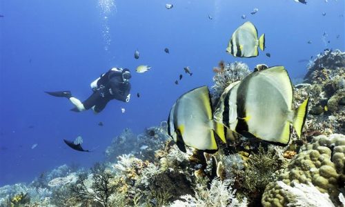 Kelapavillas-facilities-diving